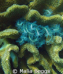 "Crinoid on Coral"  Canon A650IS with macro zoom.  Taken ... by Malia Beggs 